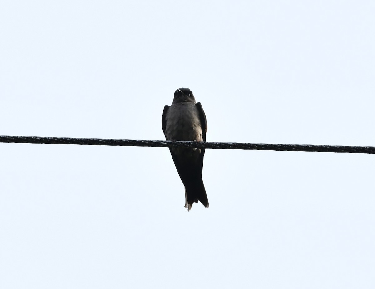 White-thighed Swallow - ML617918123