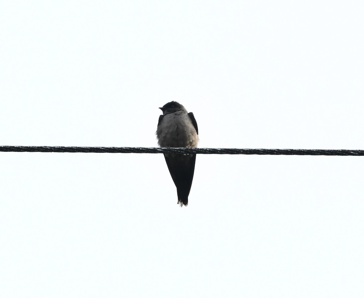 White-thighed Swallow - ML617918124