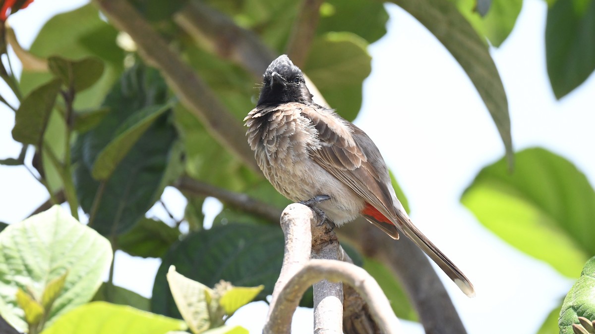 Red-vented Bulbul - ML617918148