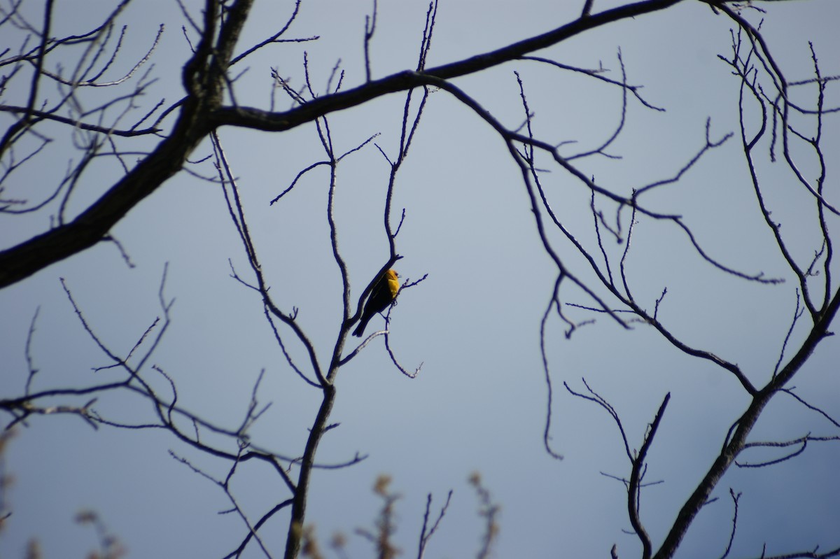 Yellow-headed Blackbird - ML617918157