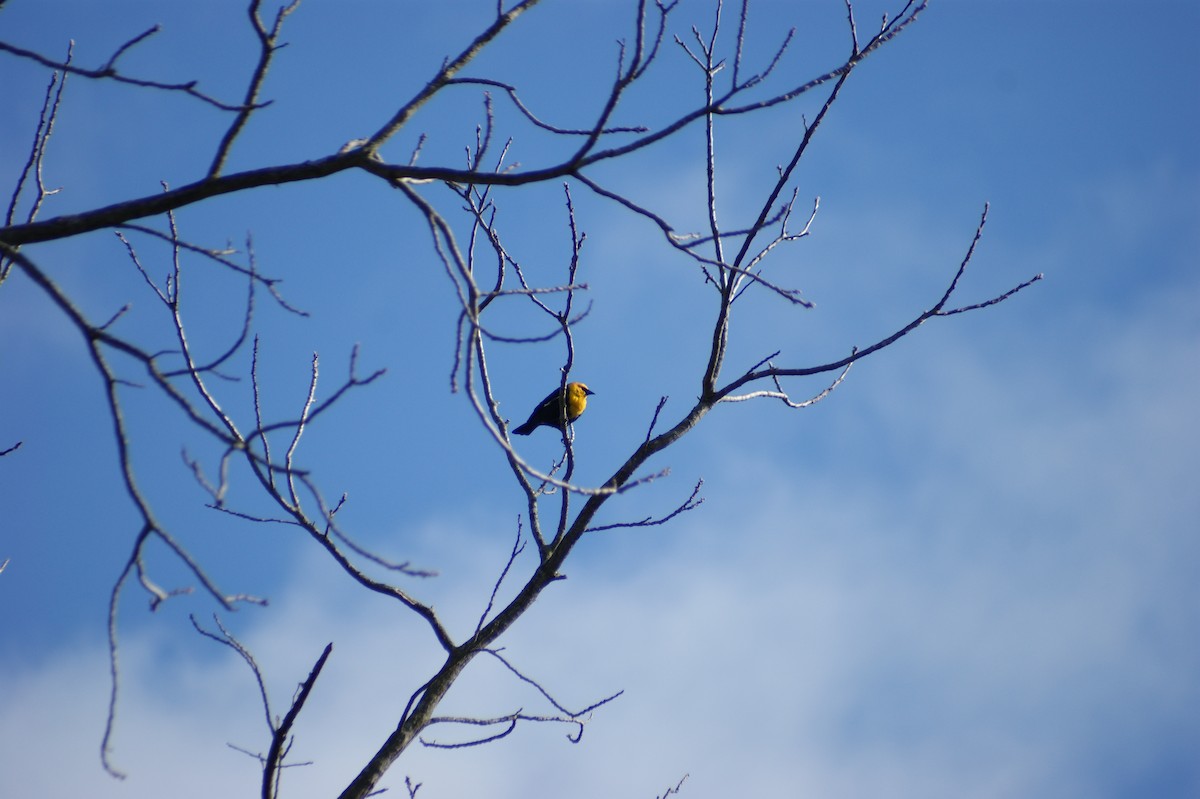 Yellow-headed Blackbird - ML617918158