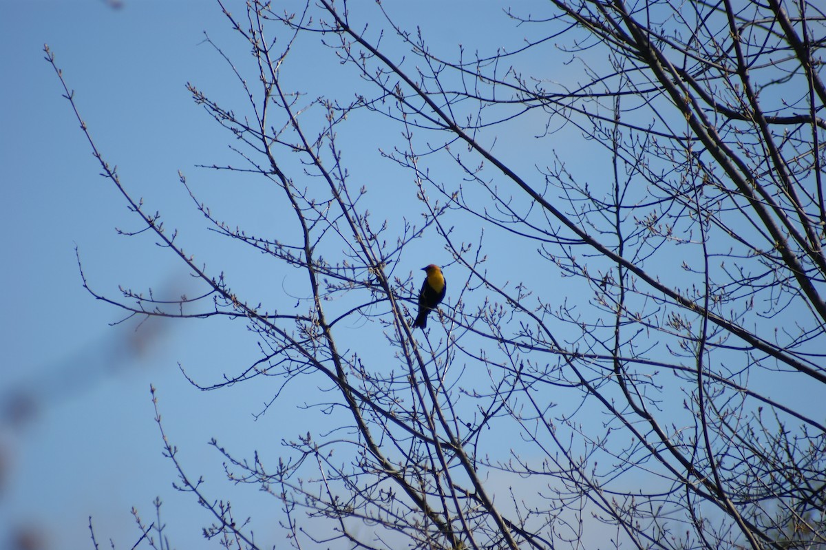 Yellow-headed Blackbird - ML617918159