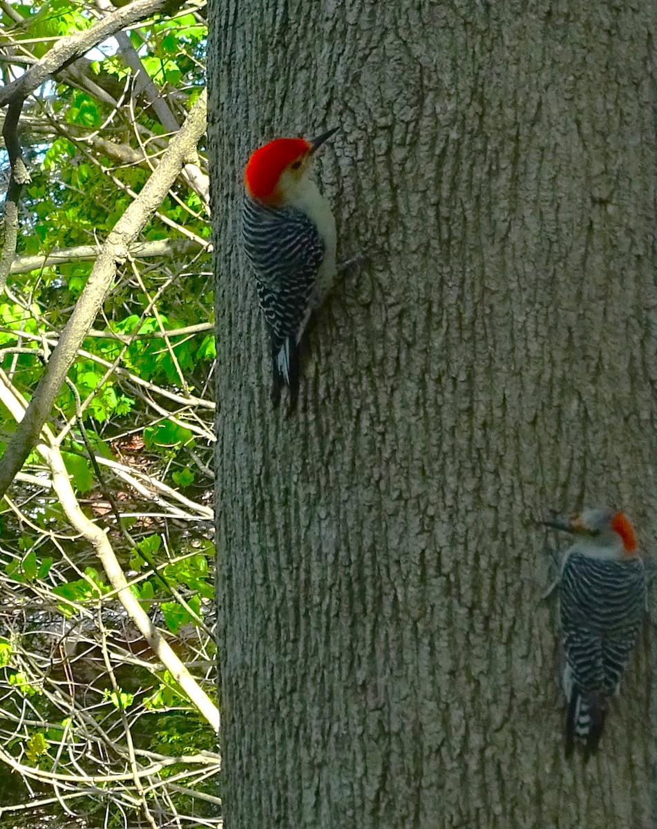 Red-bellied Woodpecker - Su Snyder