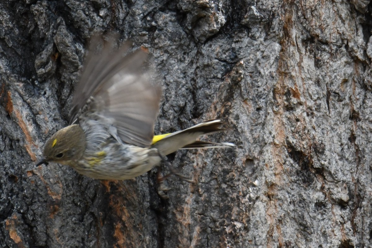 Yellow-rumped Warbler (Audubon's) - Colin Dillingham