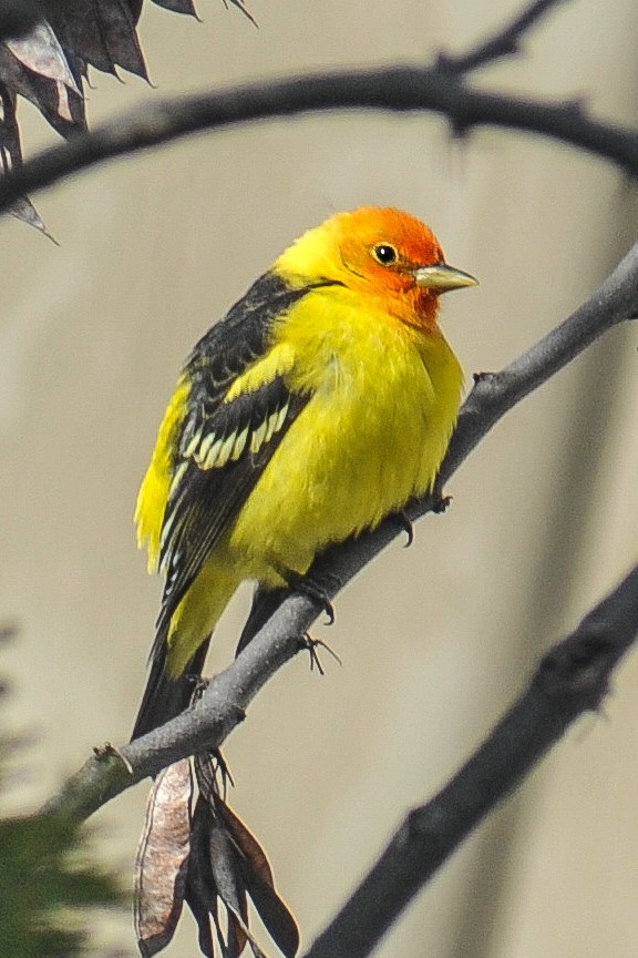 Western Tanager - ML617918208