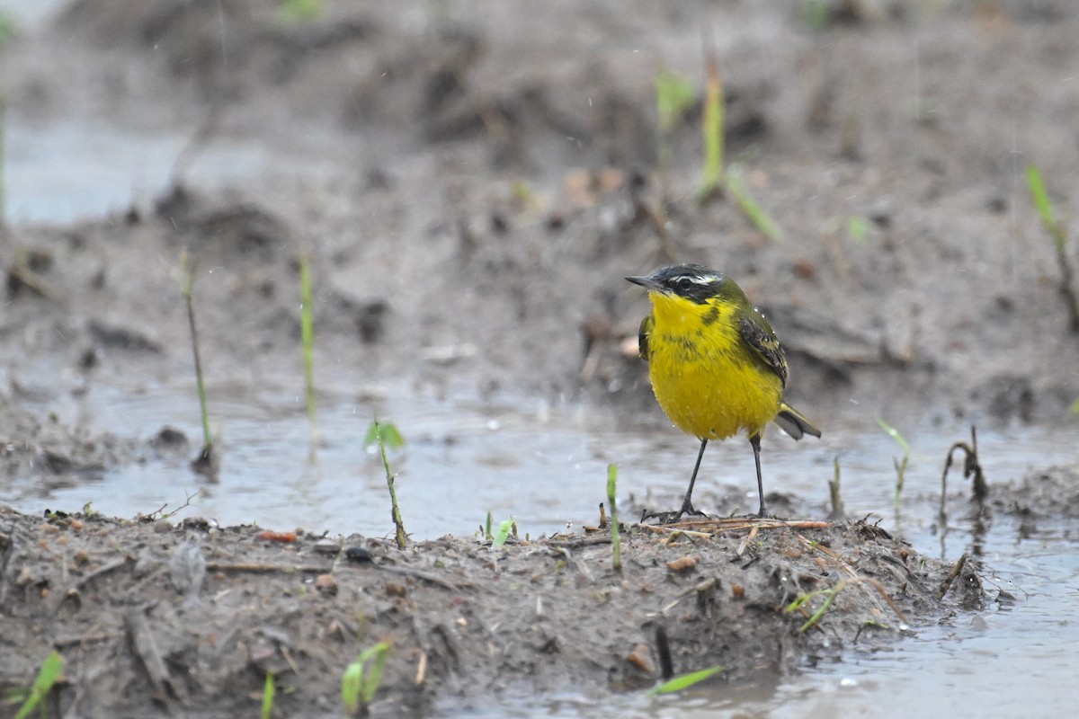 Eastern Yellow Wagtail (Eastern) - Ting-Wei (廷維) HUNG (洪)