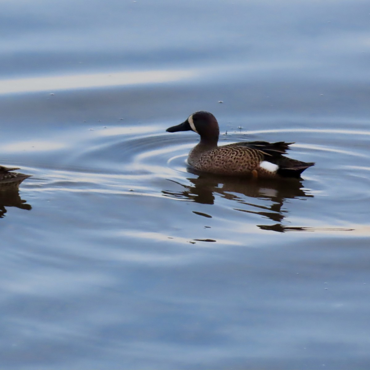 Blue-winged Teal - ML617918250