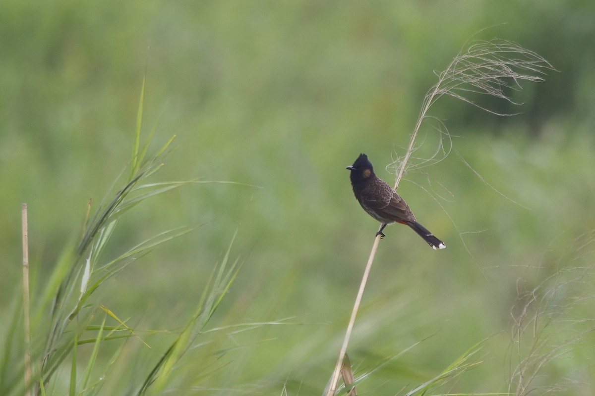 Red-vented Bulbul - ML617918270