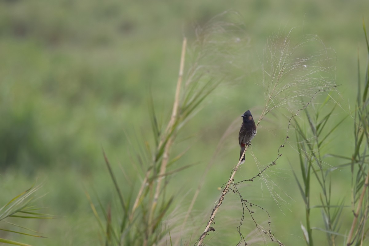 Red-vented Bulbul - ML617918273