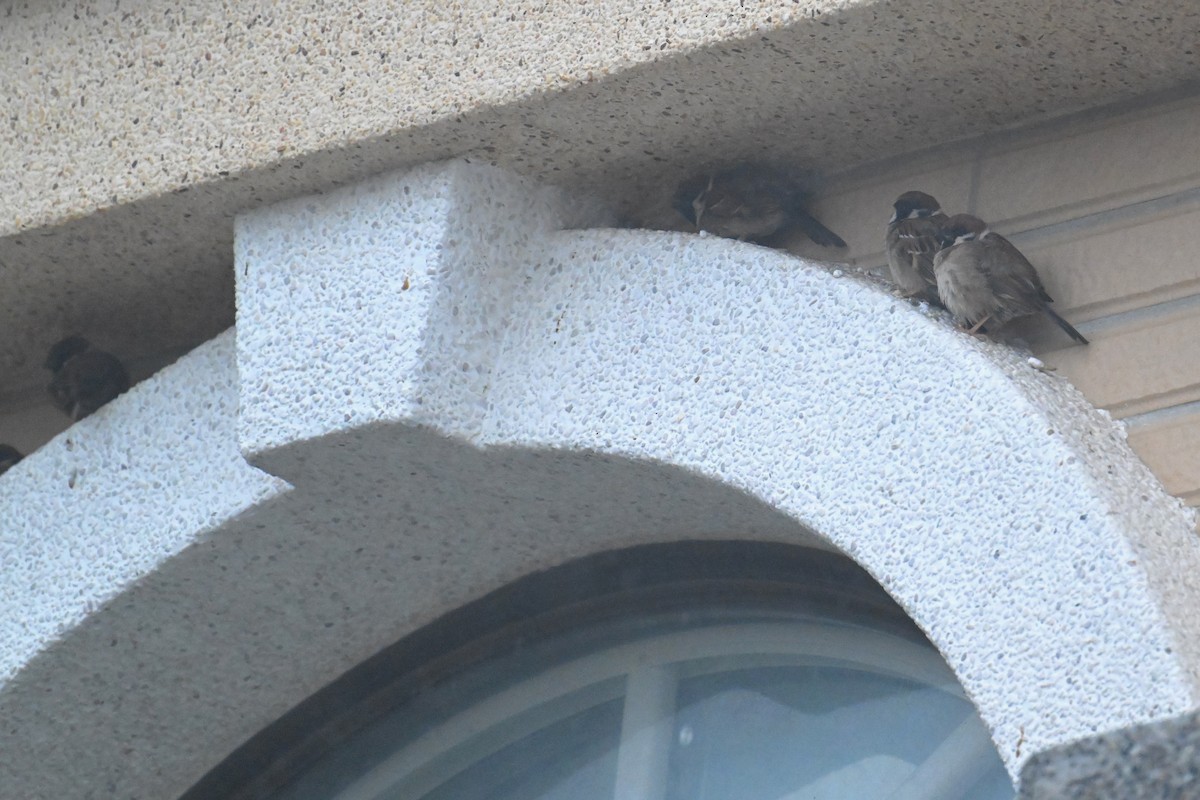 Eurasian Tree Sparrow - ML617918286