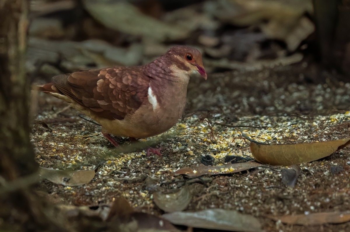 Ruddy Quail-Dove (Ruddy) - Lars Petersson | My World of Bird Photography