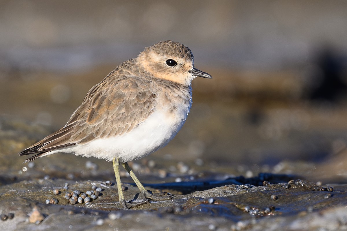 Double-banded Plover - ML617918344