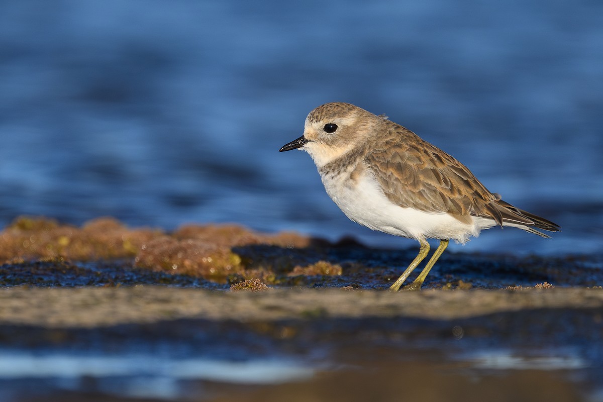 Double-banded Plover - ML617918345