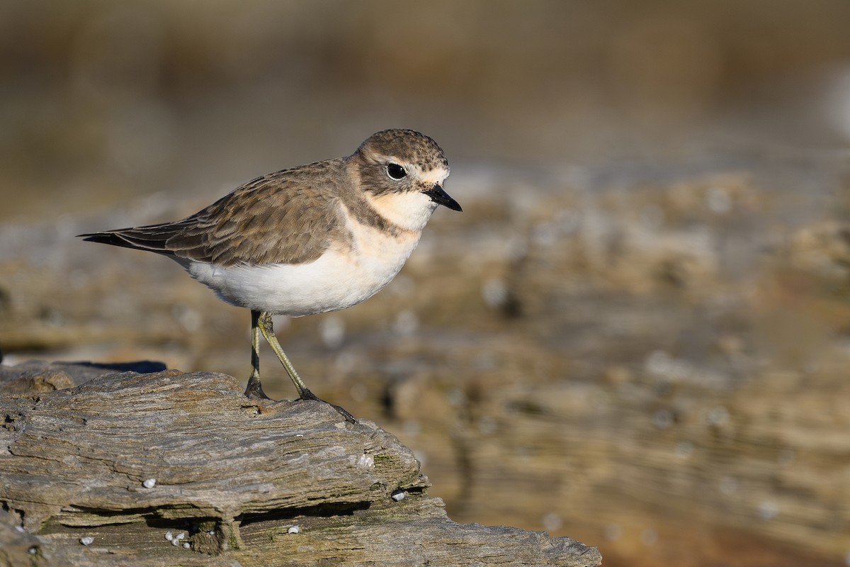 Double-banded Plover - ML617918347