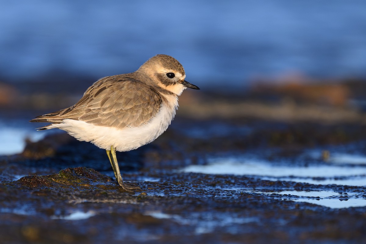 Double-banded Plover - ML617918349