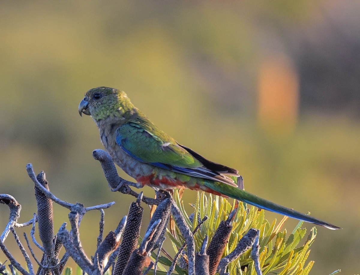 Red-capped Parrot - Greg McKay