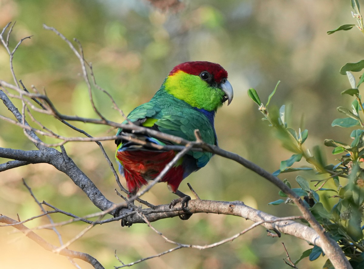 Red-capped Parrot - ML617918404