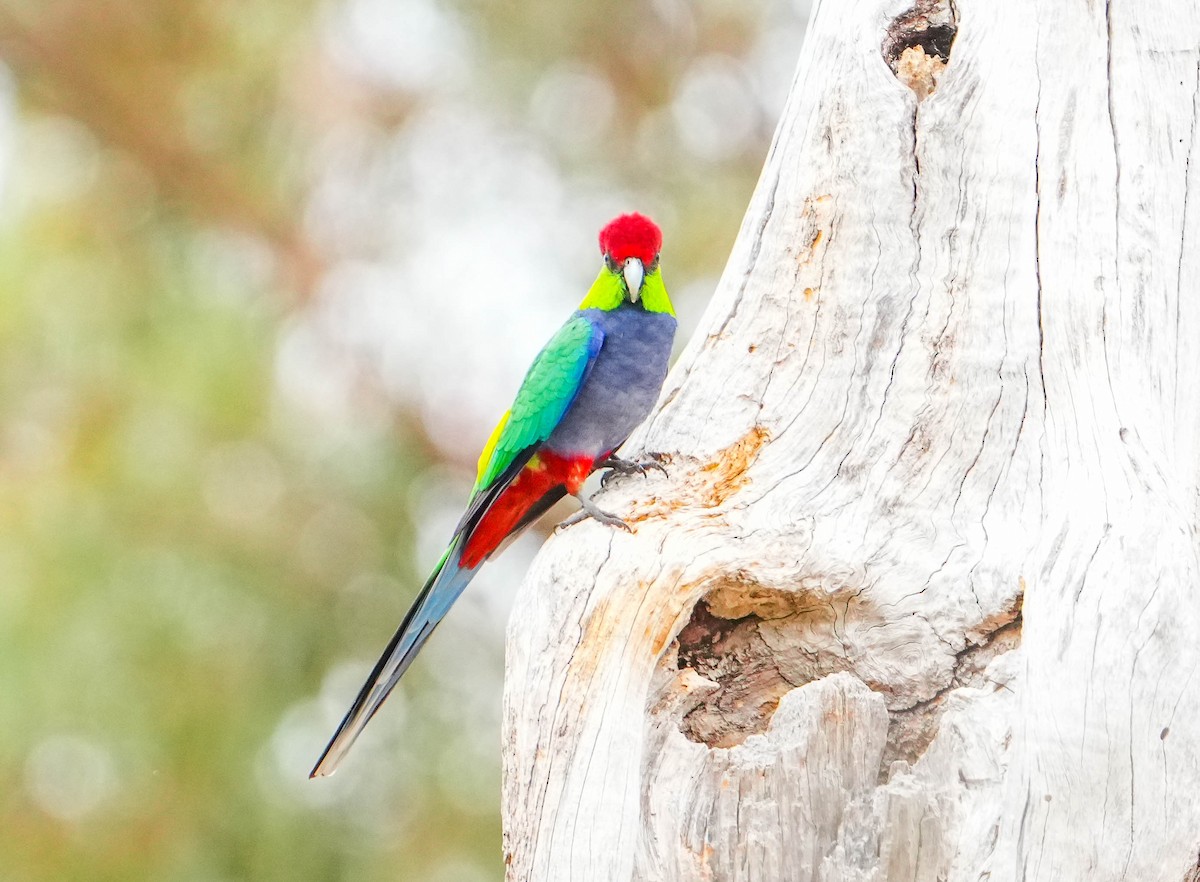 Red-capped Parrot - ML617918406