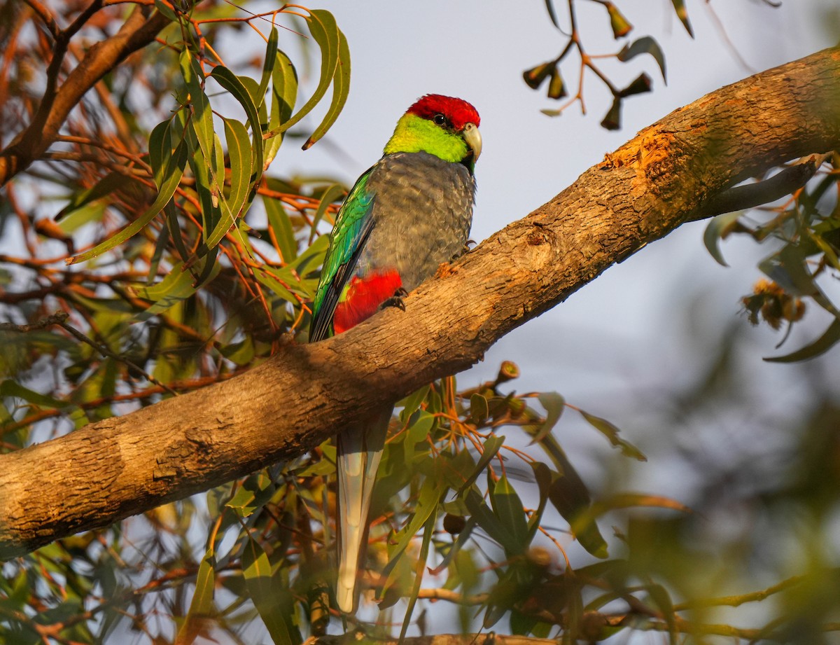 Red-capped Parrot - ML617918407