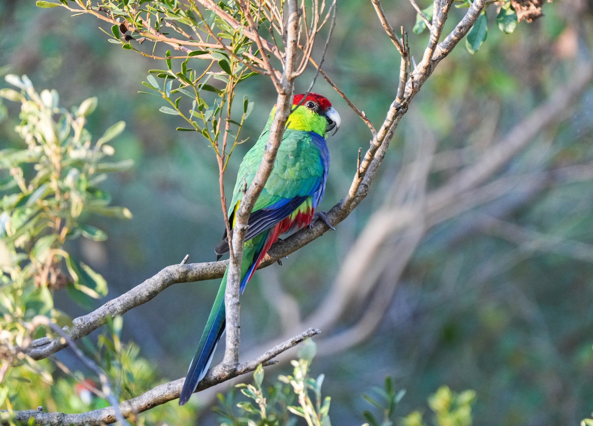 Red-capped Parrot - ML617918408
