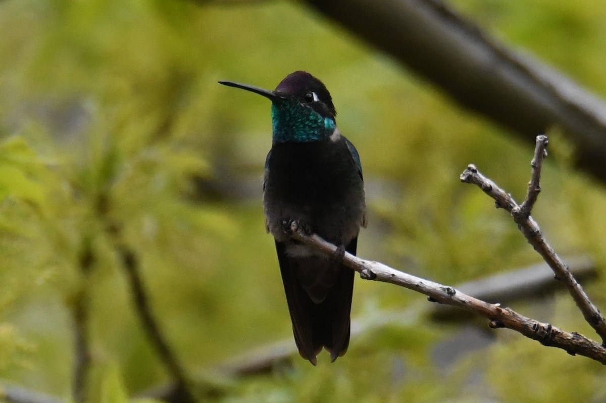 Rivoli's Hummingbird - Colin Dillingham
