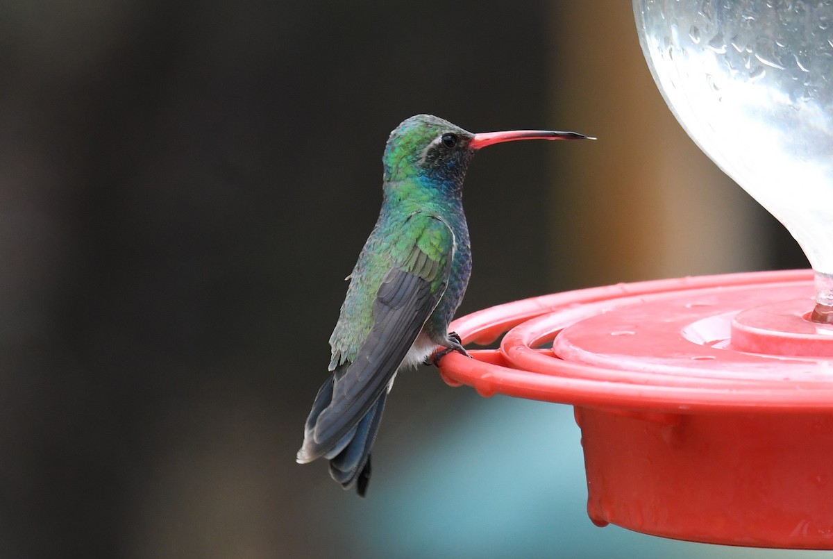 Broad-billed Hummingbird - ML617918426