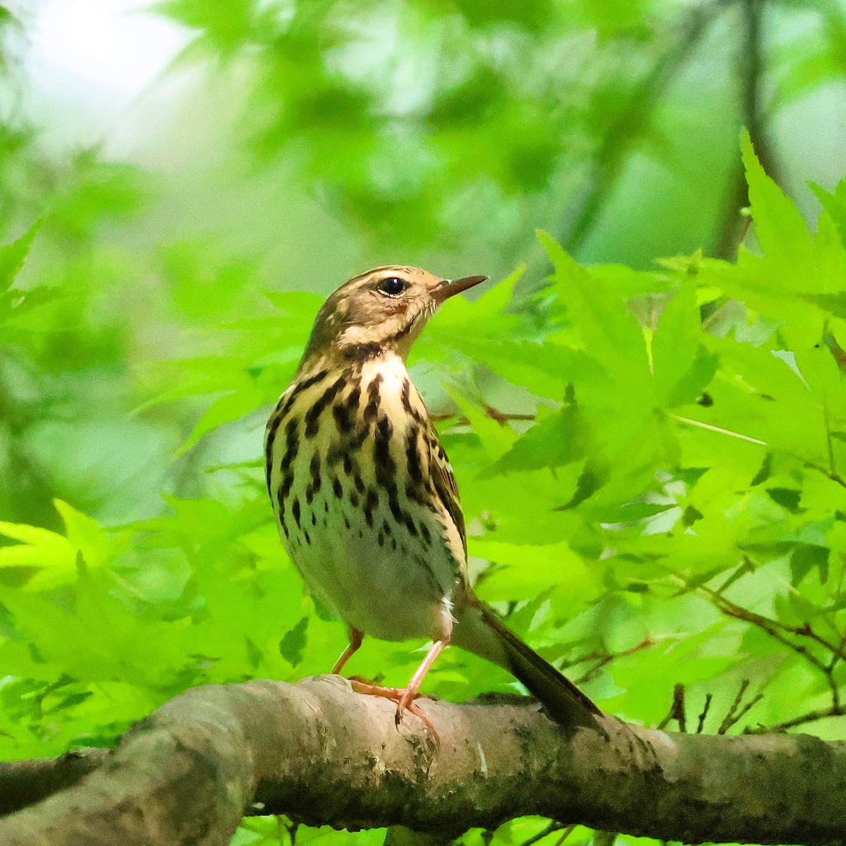 Olive-backed Pipit - ML617918446