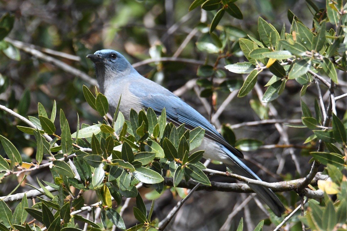 Mexican Jay - ML617918452