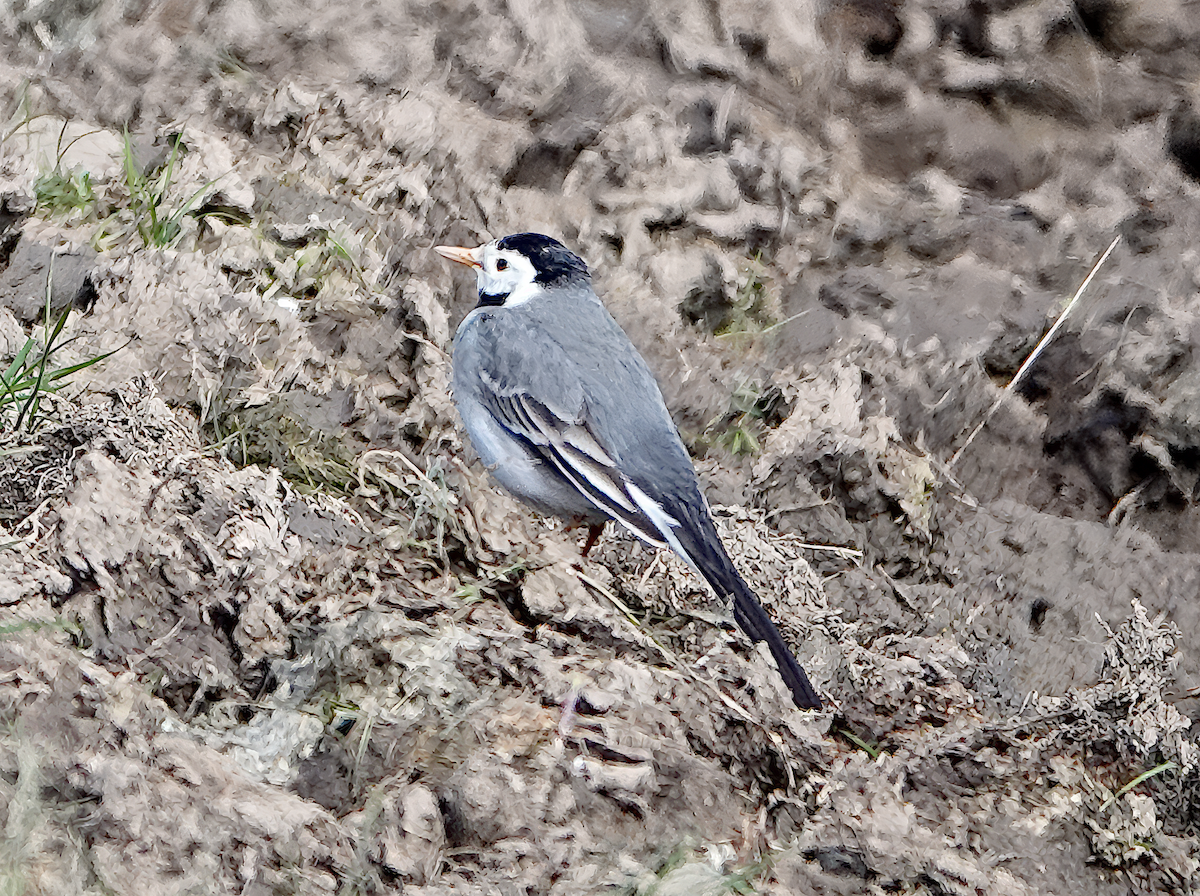 White Wagtail (White-faced) - ML617918453