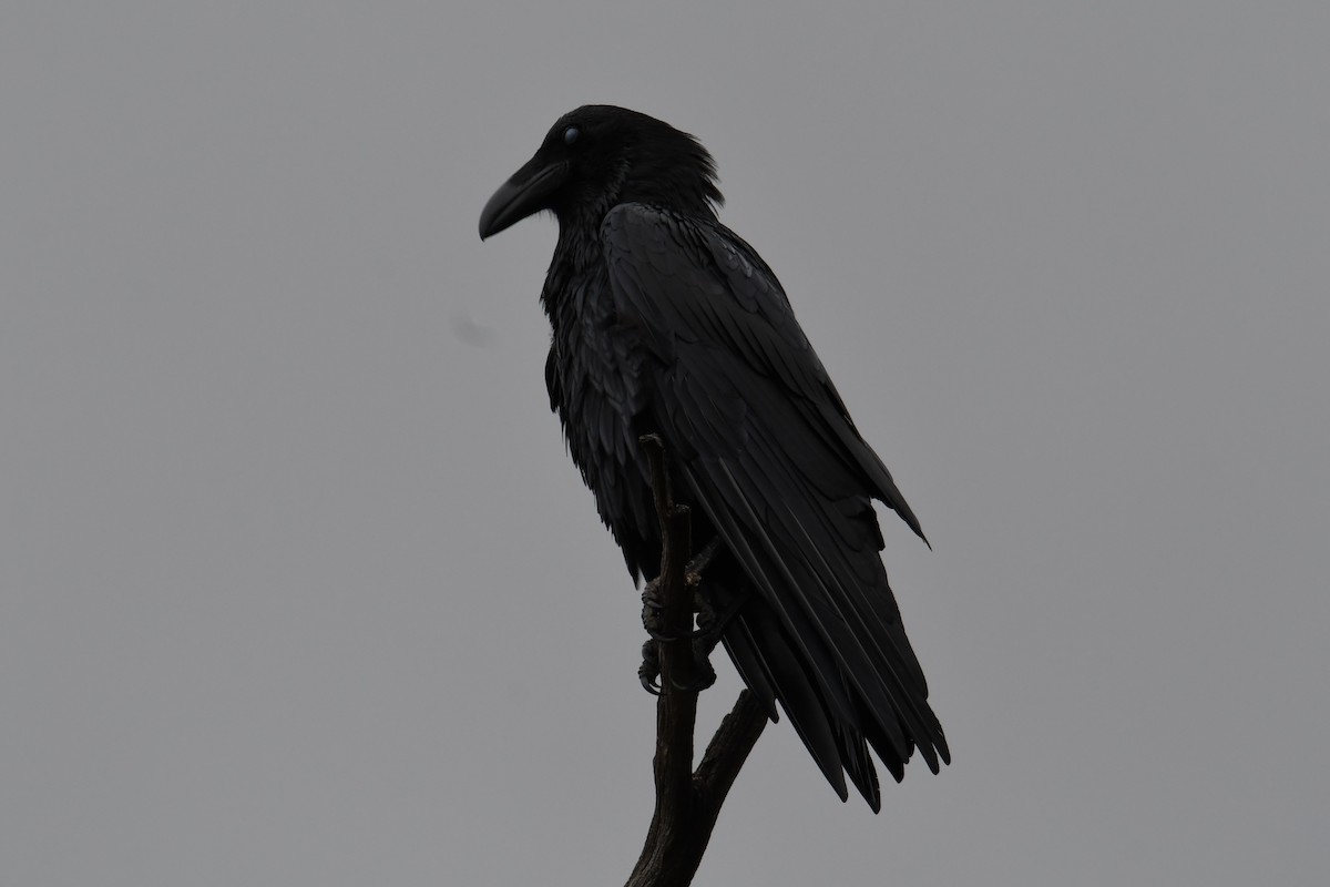 Common Raven - ML617918456