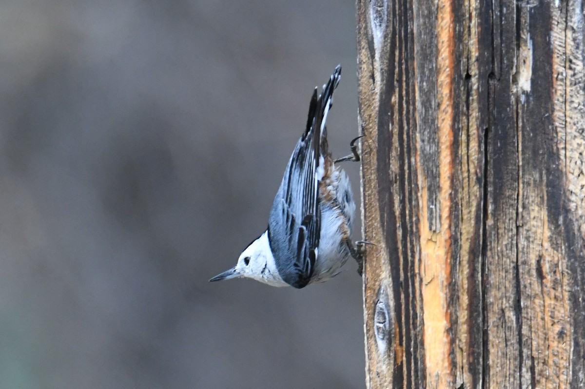 White-breasted Nuthatch - ML617918466