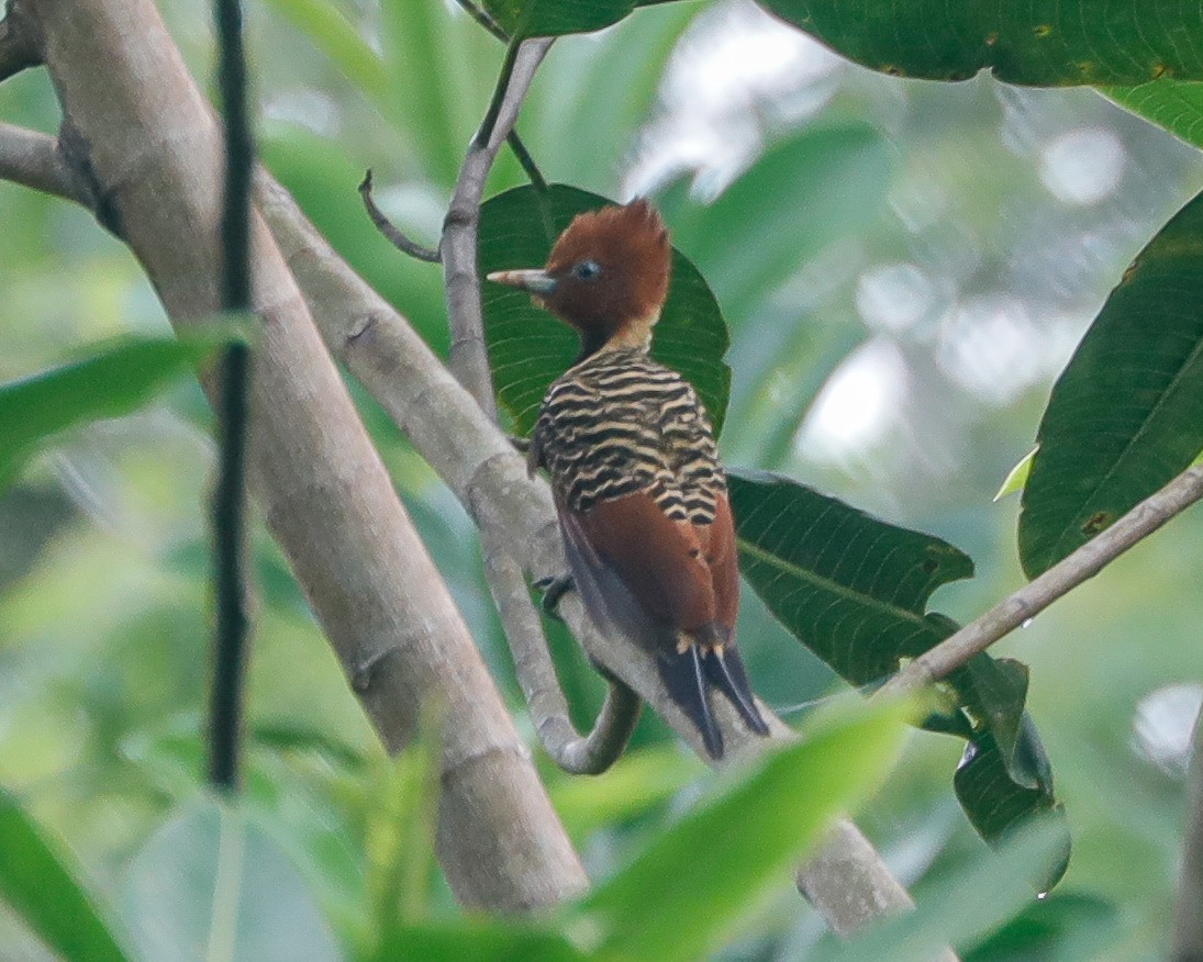 Rufous-headed Woodpecker - ML617918476