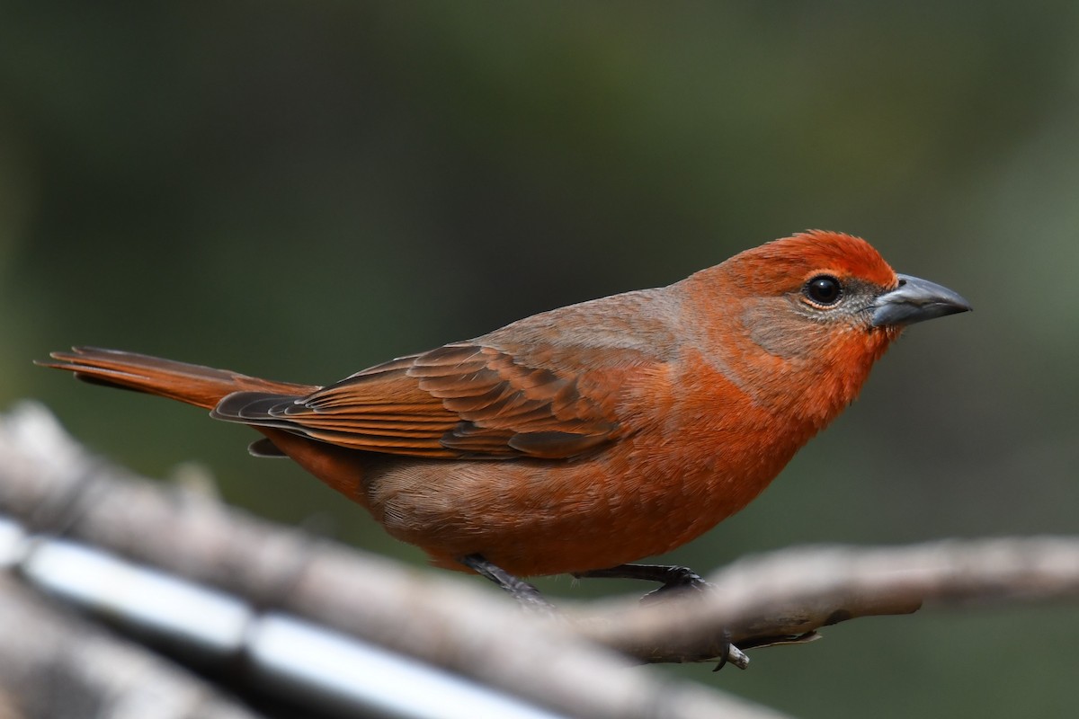 Hepatic Tanager - ML617918479
