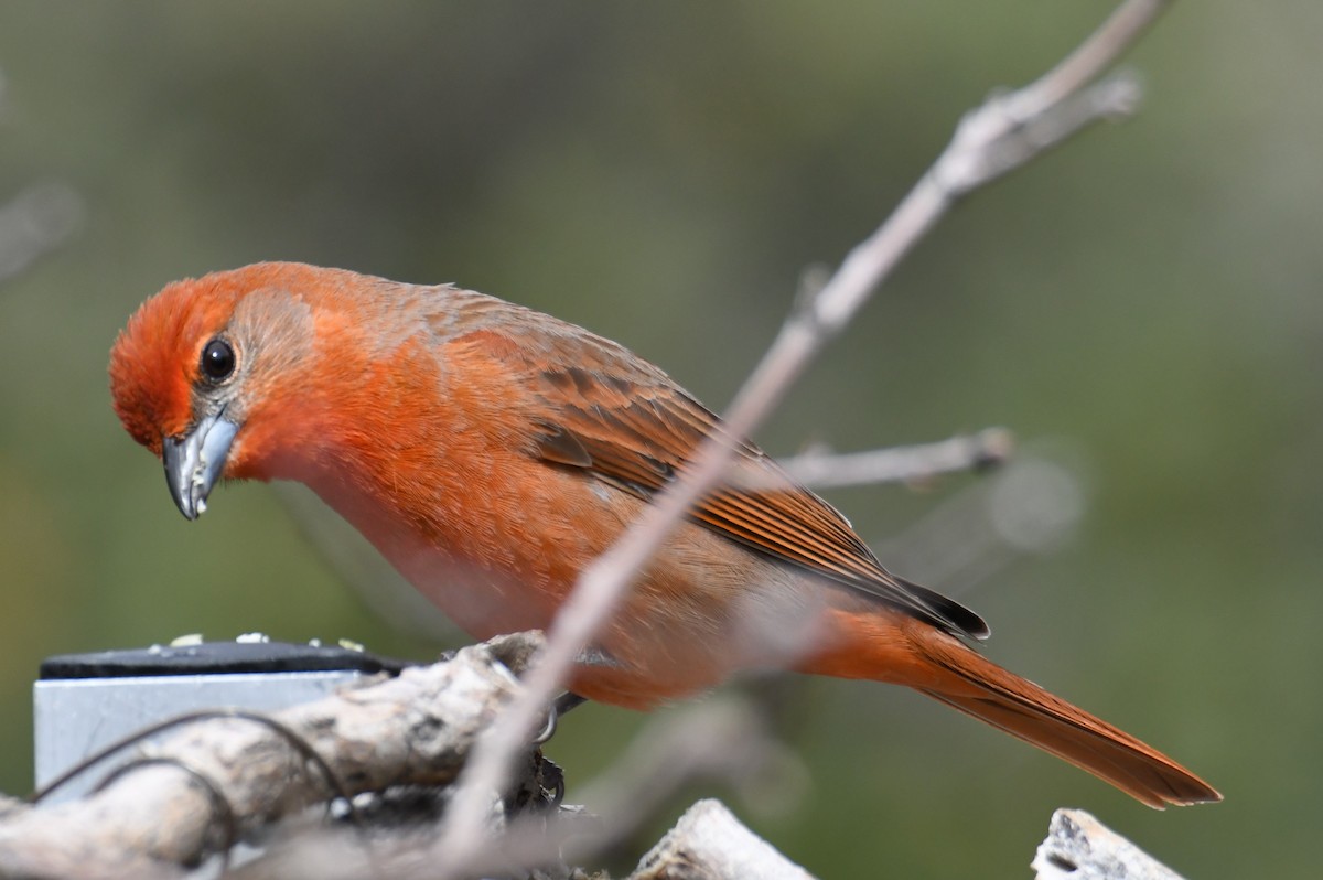 Hepatic Tanager - ML617918481