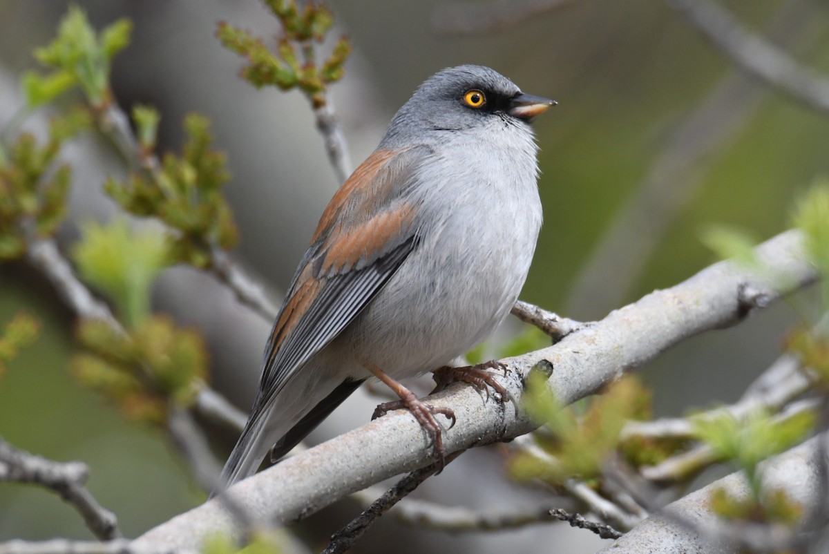 Yellow-eyed Junco - Colin Dillingham