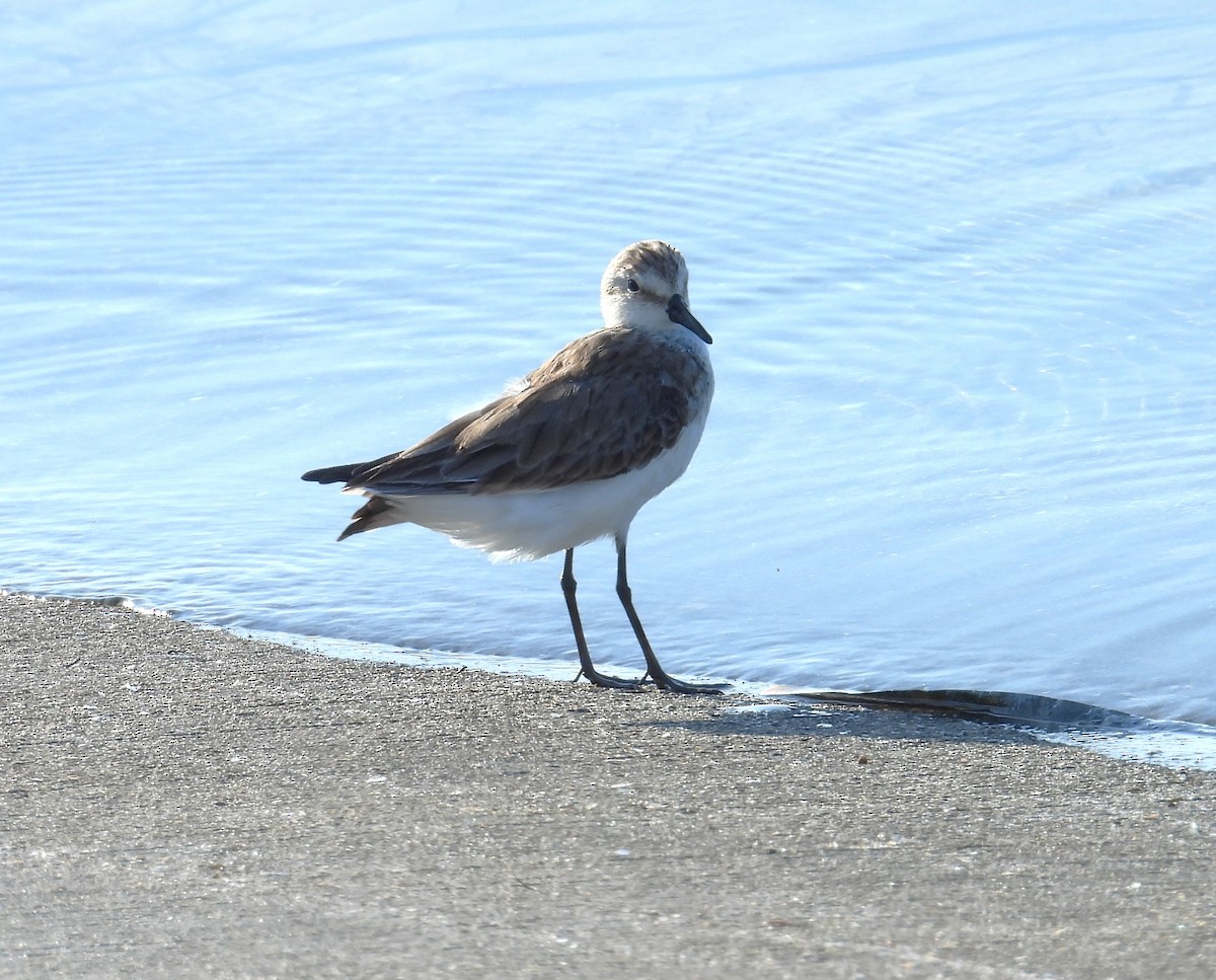 Semipalmated Plover - ML617918509