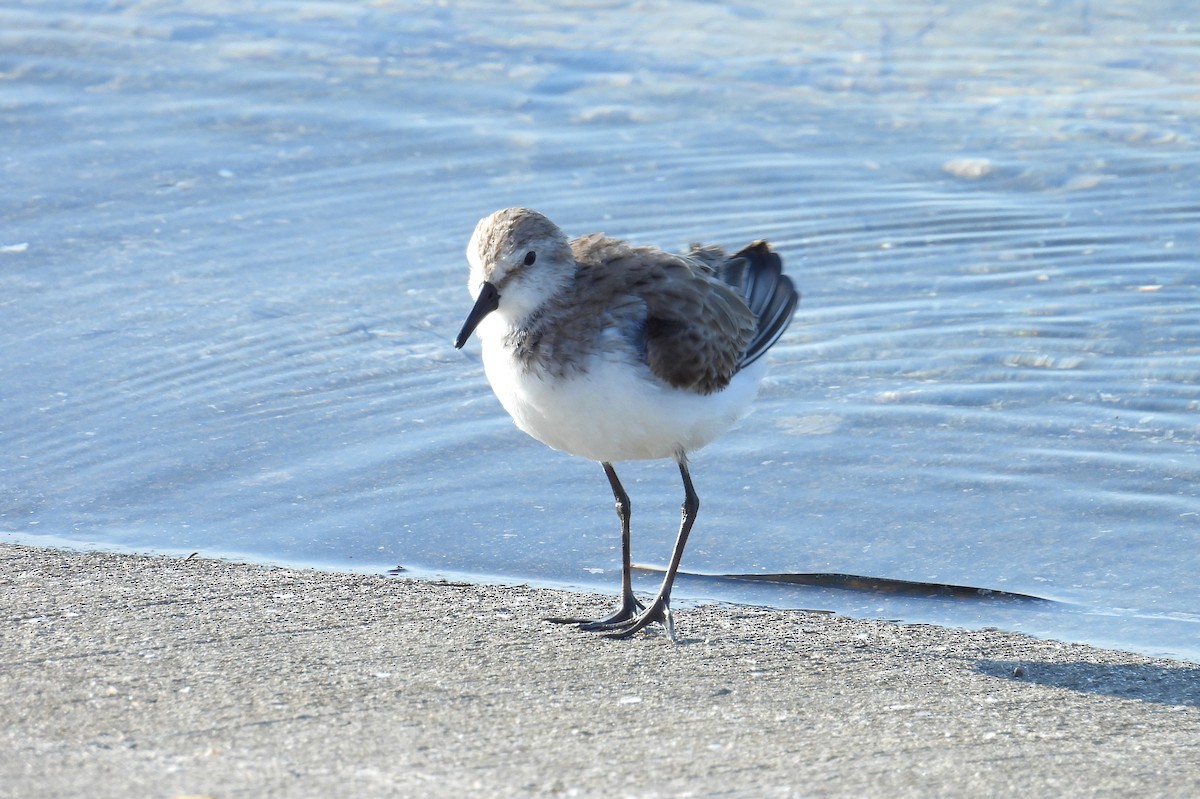 Semipalmated Plover - ML617918511