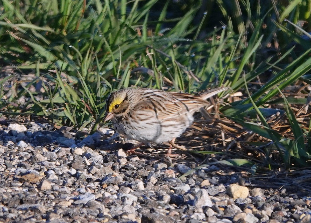 Savannah Sparrow - ML617918520