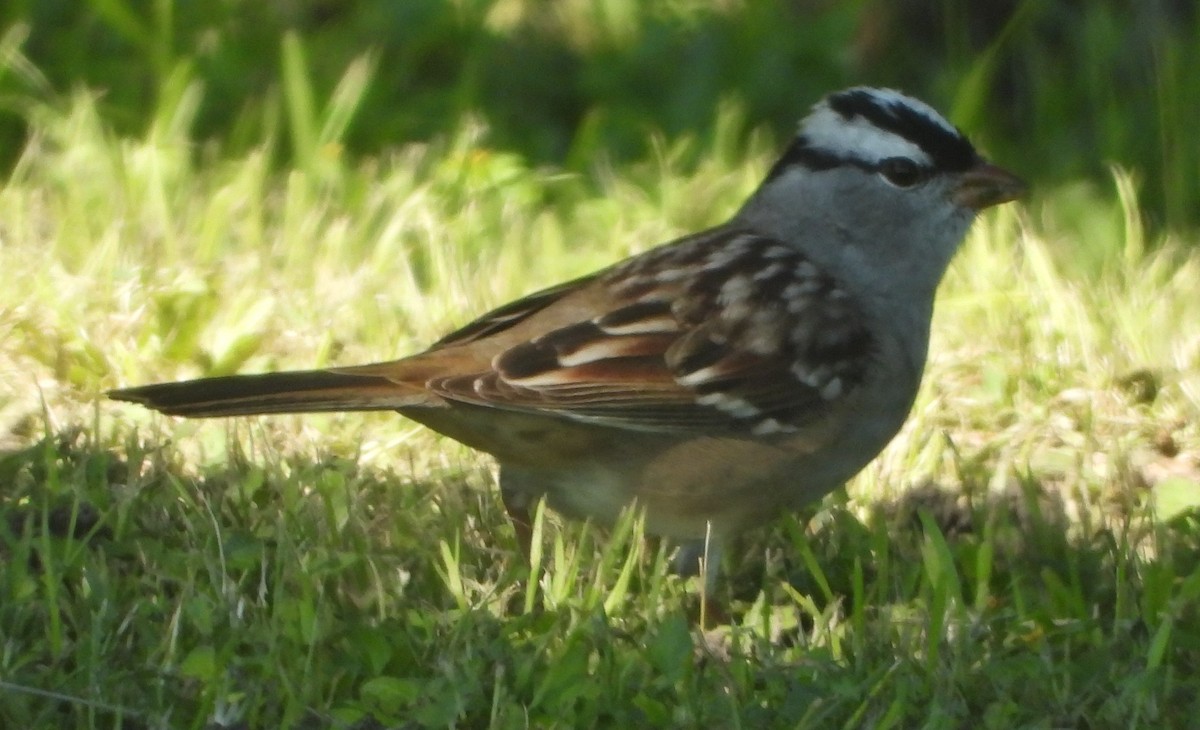 White-crowned Sparrow - ML617918524