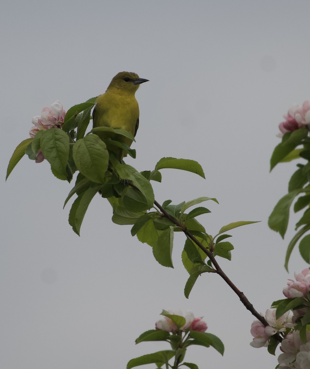 Orchard Oriole - ML617918531