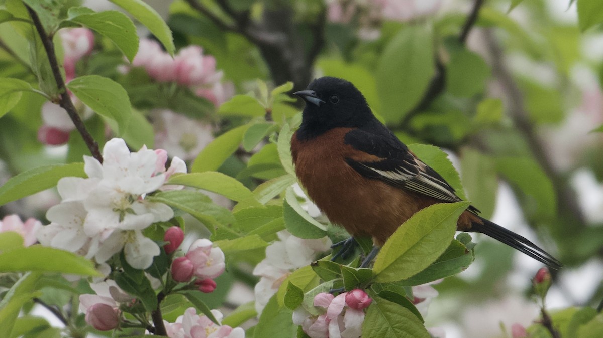 Orchard Oriole - ML617918532
