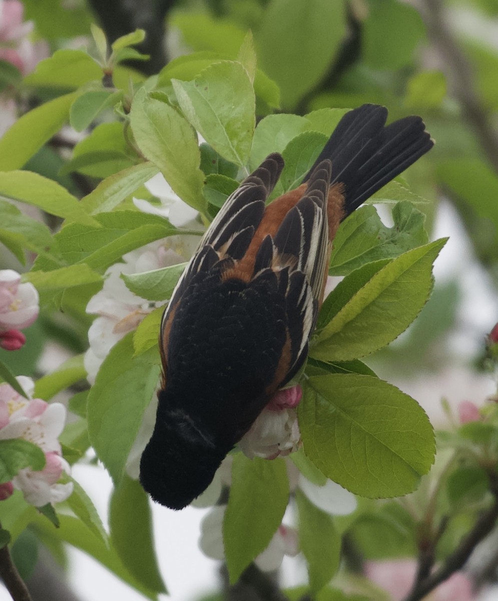 Orchard Oriole - ML617918533