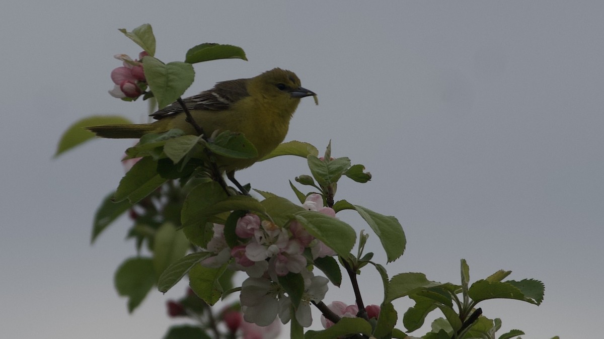 Orchard Oriole - ML617918534