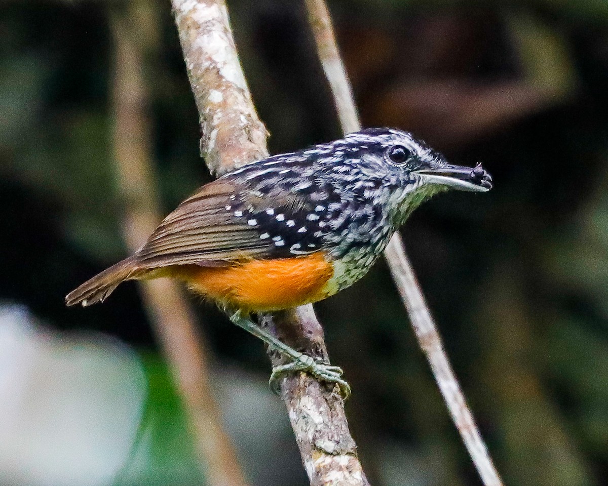 Peruvian Warbling-Antbird - ML617918542