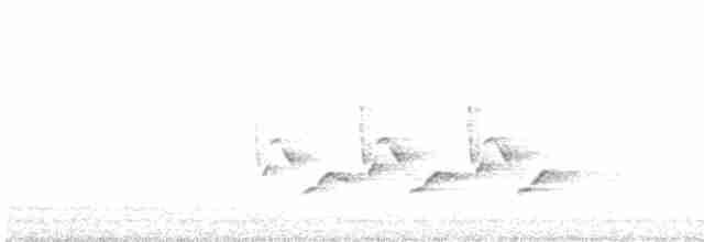 Поплітник каролінський - ML617918547