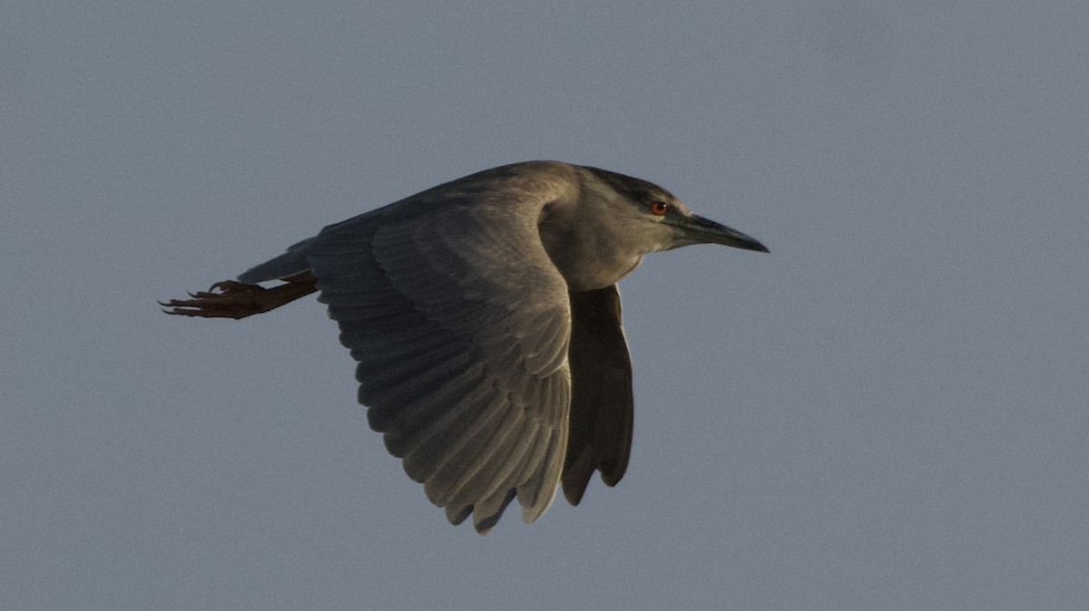 Black-crowned Night Heron - Bob Diebold