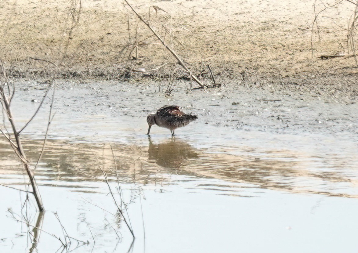 Long-billed Dowitcher - ML617918642