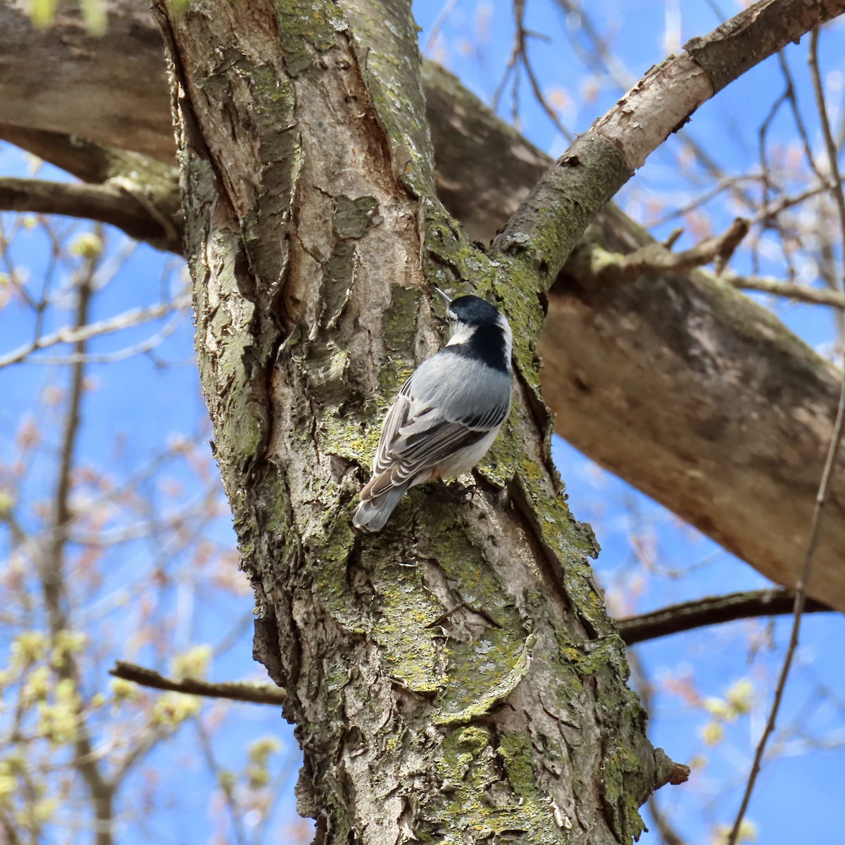 White-breasted Nuthatch - ML617918654