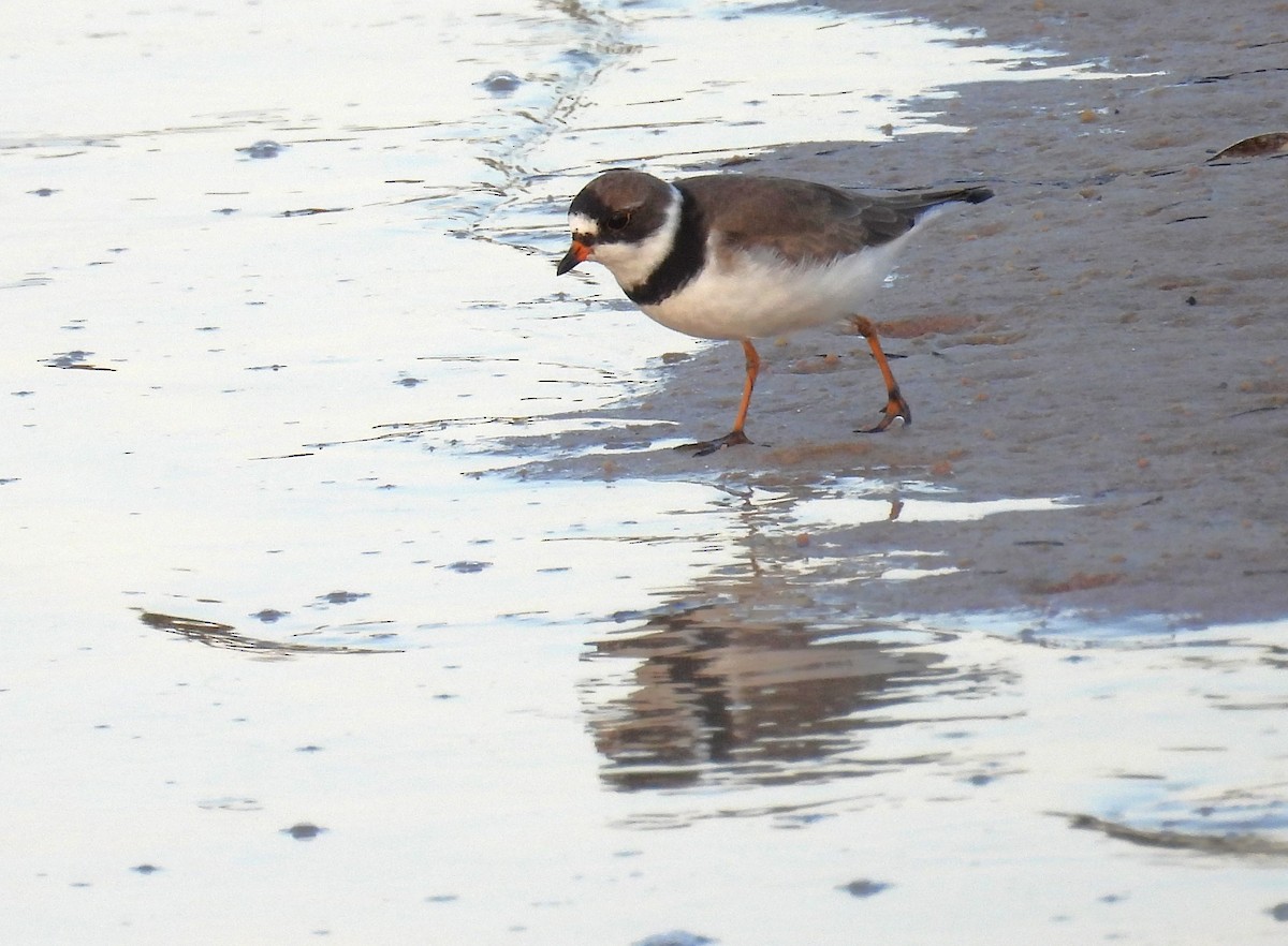 Semipalmated Plover - Kimberly Snaric
