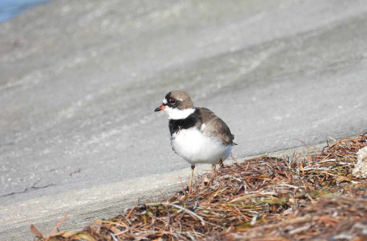 Semipalmated Plover - ML617918656